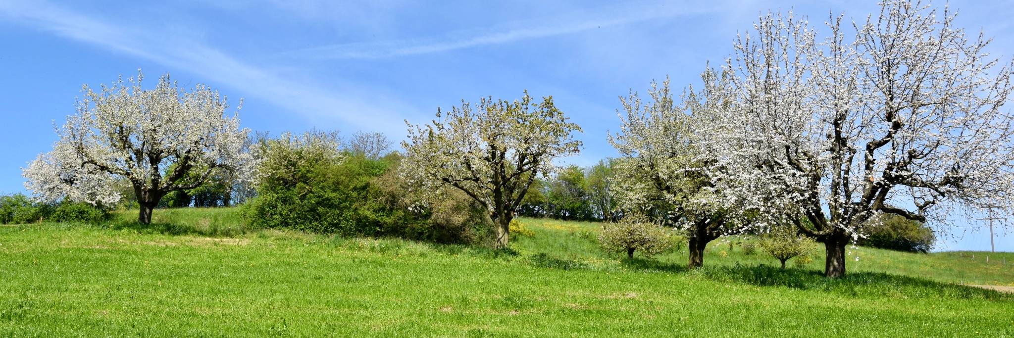 Frühlingsbäume