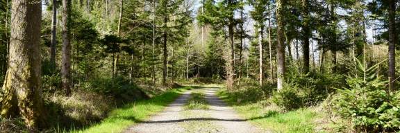 Waldweg
