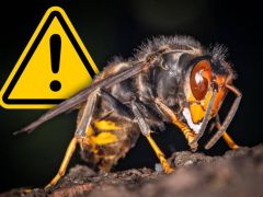 Asiatische Hornissen